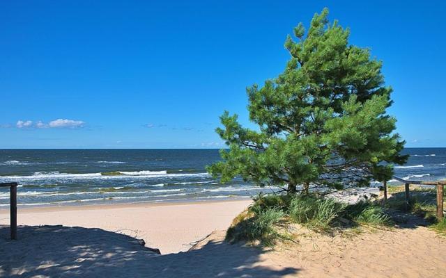 Feniks-koło-brzegu